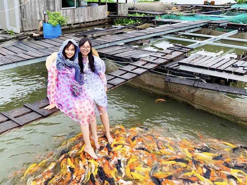Tham quan bè cá và trải nghiệm massage cá thú vị tại Cồn Sơn