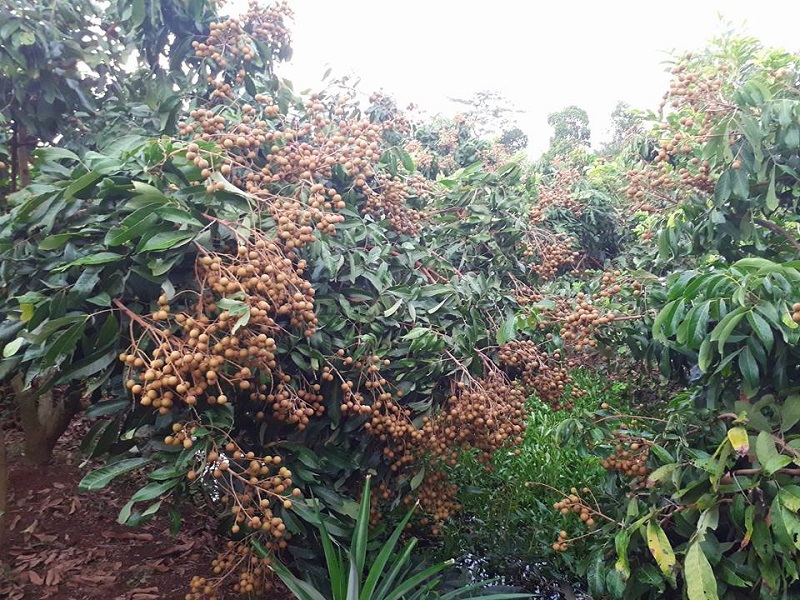 Tham quan vườn và thưởng thức trái cây theo mùa tại Cồn Sơn