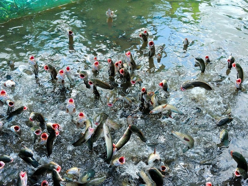 Xem biểu diễn cá lóc bay tại Cồn Sơn